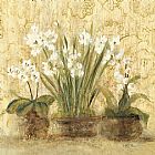 Esprit Narcissus and Orchid by Cheri Blum